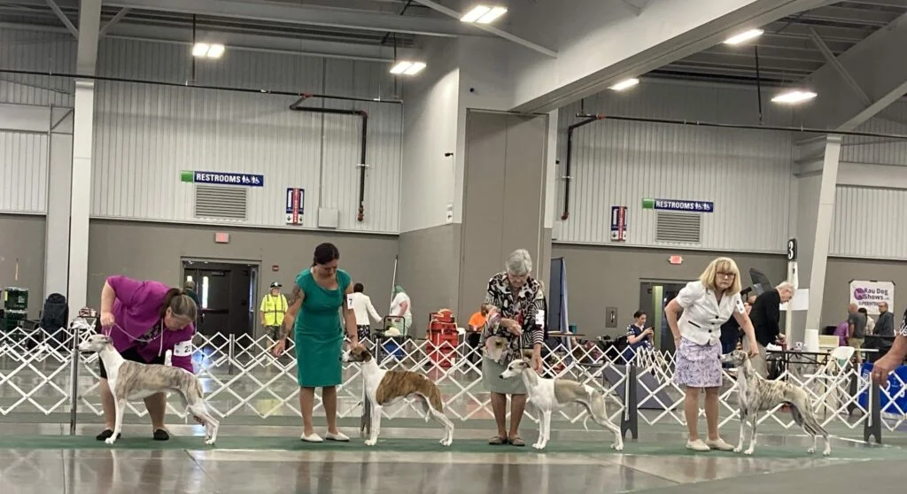 Understanding the Conformation Dog Show: A Glimpse into Purebred Competition