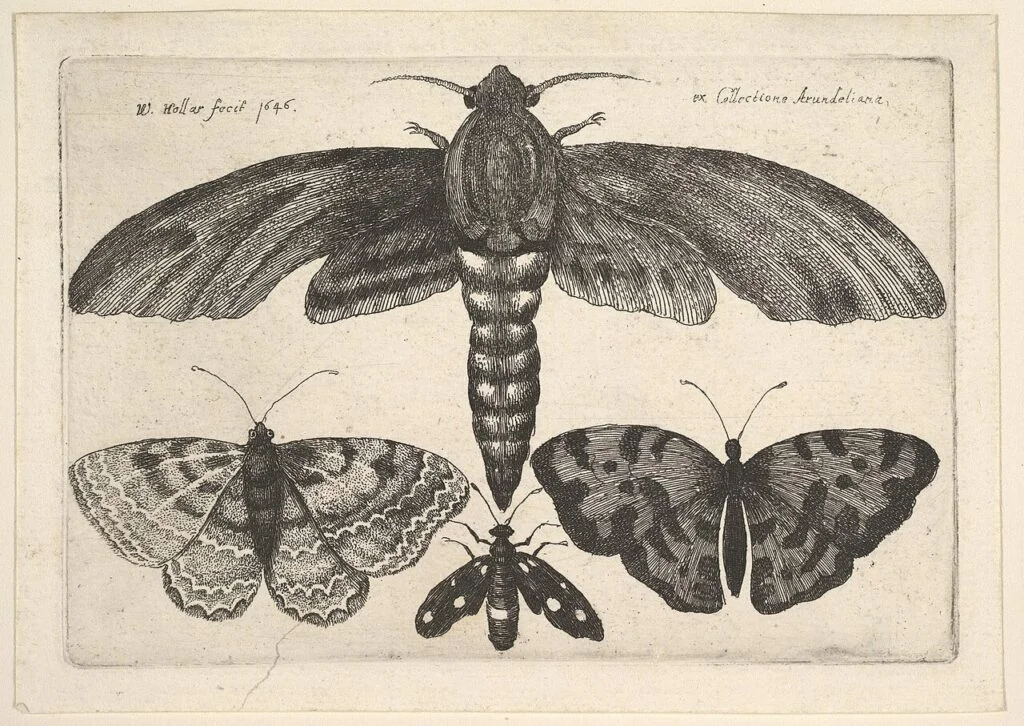 Reflections on Loss, Style, and Self-Discovery Amidst a Moth Infestation
