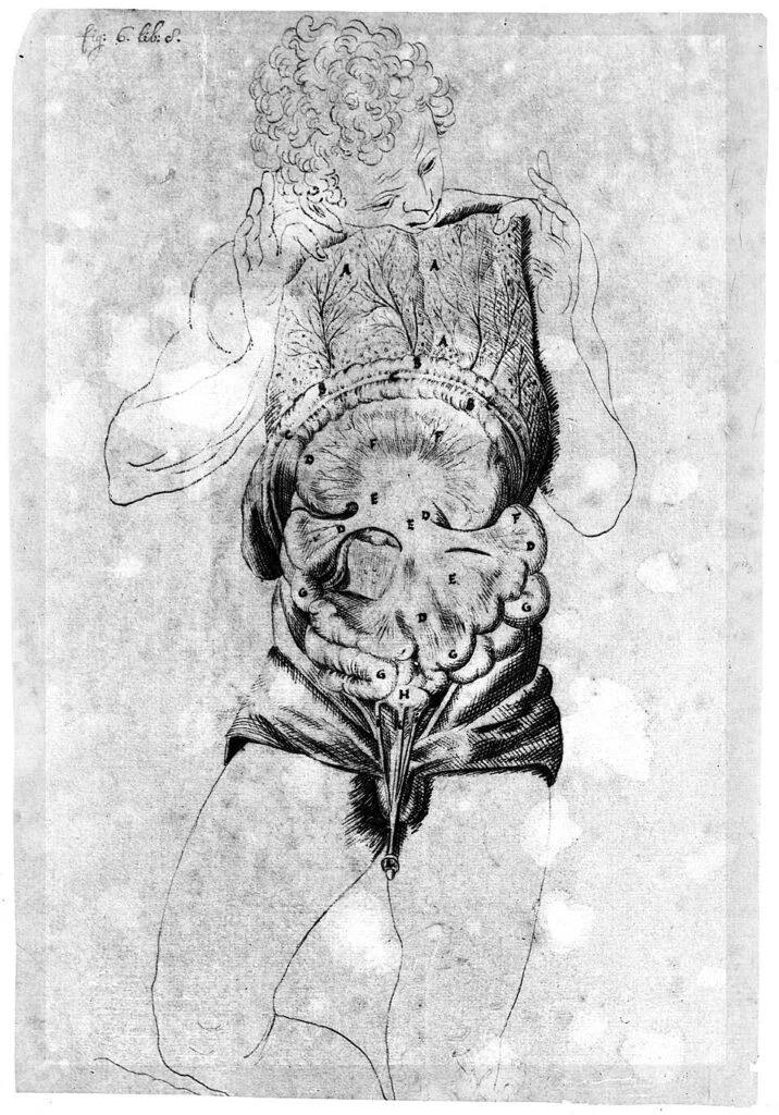 Exploring the Interstitium: Reevaluating a Hidden Body System